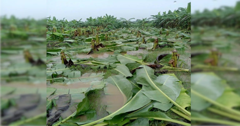 কলাগাছের সাথে এ কেমন শত্রুতা!