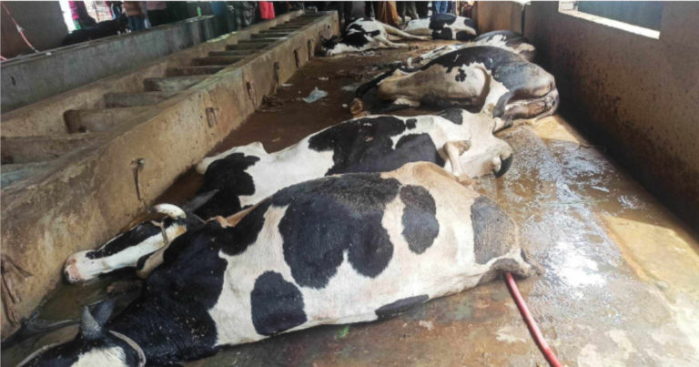 ধামরাইয়ে দুই ঘন্টার ব্যবধানে ১১ গরুর মৃত্যু