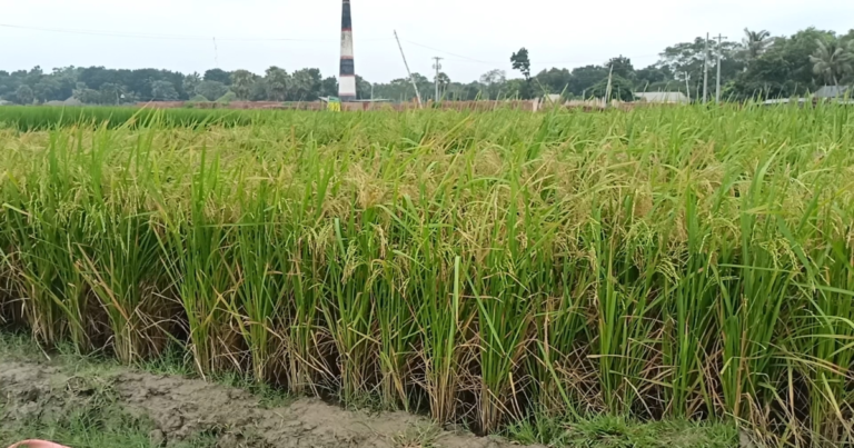 ইট ভাটায় ধান-সবজি চাষে কৃষকের মুখে হাসি