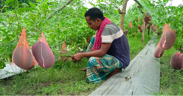 গ্রীষ্মকালীন তরমুজ চাষে আগ্রহী হচ্ছে মাগুরার কৃষক