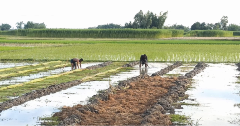 ঠাকুরগাঁওয়ে নেই পাট জাগ দেওয়ার পর্যাপ্ত পানি