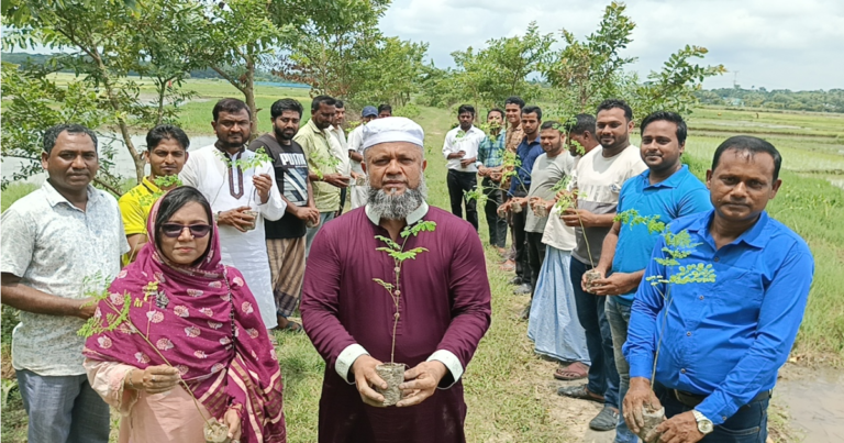 ৩ হাজার সজিনা চারা রোপণ করলেন ইউপি চেয়ারম্যান