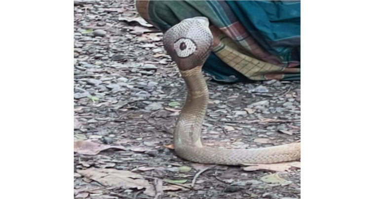 ফুলগাজী উপজেলা পরিষদে মিললো বিষধর গোখরা