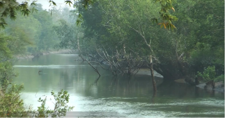 উন্মুক্ত হচ্ছে সুন্দরবন