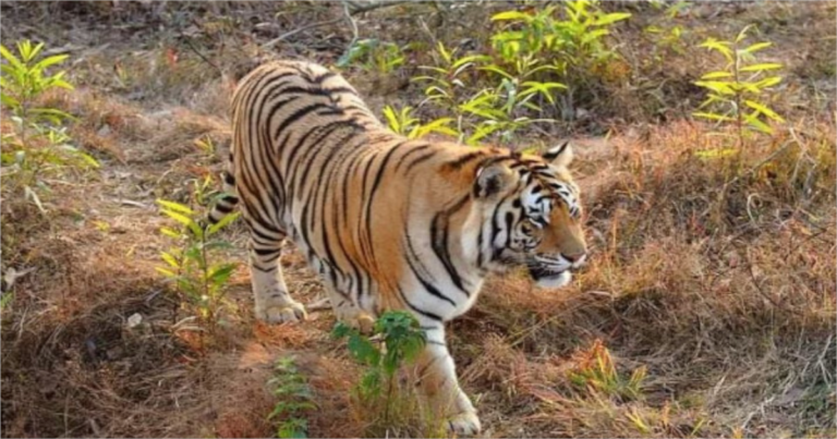 বাঘাইছড়ির সারোয়াতলীতে বাঘ আতঙ্ক