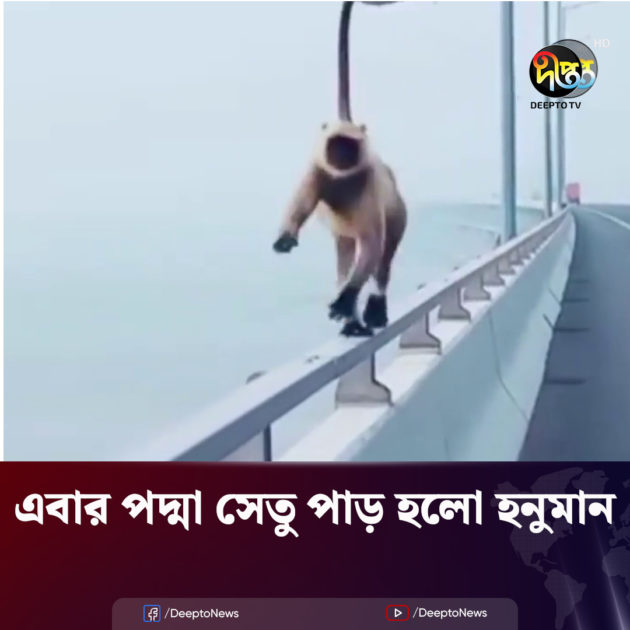 পদ্মা সেতু পার হলো হনুমান, দেখুন ভিডিও