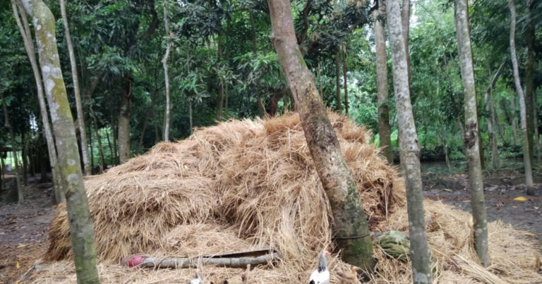 খড়ের গাদার চাপায় দুই শিশুসহ মা নিহত