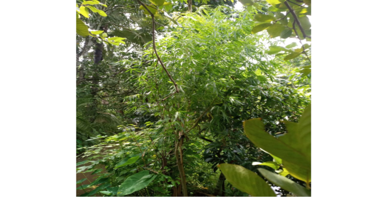 গাজা চাষ ও মজুত রাখার অভিযোগে আটক ২