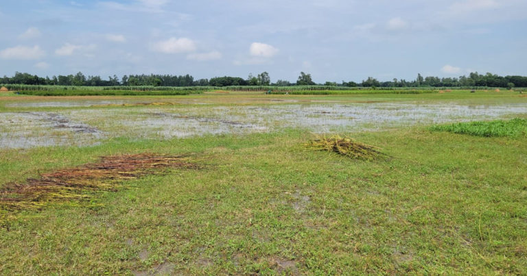 দুই বিঘা জমির পাট কেটে নিয়ে গেছে দুর্বৃত্তরা