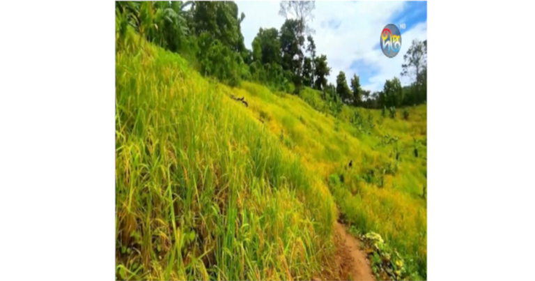 বান্দরবানে চলছে ফসল কাটার উৎসব