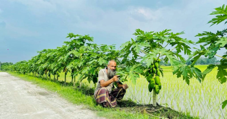 রাস্তার ধারে পেঁপে চাষে স্বাবলম্ভী আলতাফ