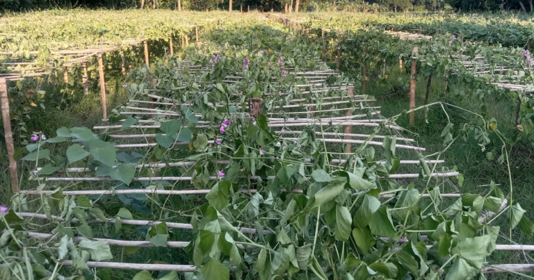 বার বার ফসলের সঙ্গে শত্রুতা, অভিযোগ স্থানীয় মেম্বারের বিরুদ্ধে