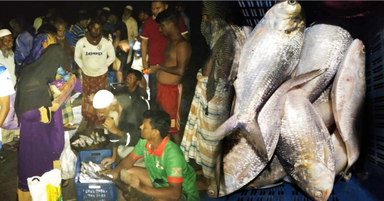 জরিমানাতেও কমছেনা ইলিশ শিকার, পাড়া মহল্লায় চলে বেচকেনা