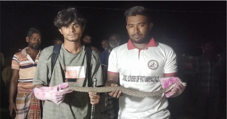 পটুয়াখালীতে বিষধর রাসেলস ভাইপার উদ্ধার