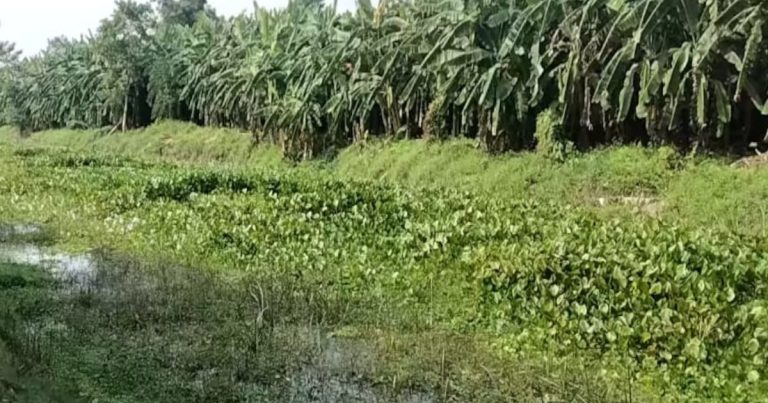 মহেশপুর সীমান্ত থেকে বাংলাদেশী যুবকের লাশ উদ্ধার