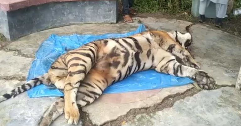 সুন্দরবনে মৃত বাঘ উদ্ধার