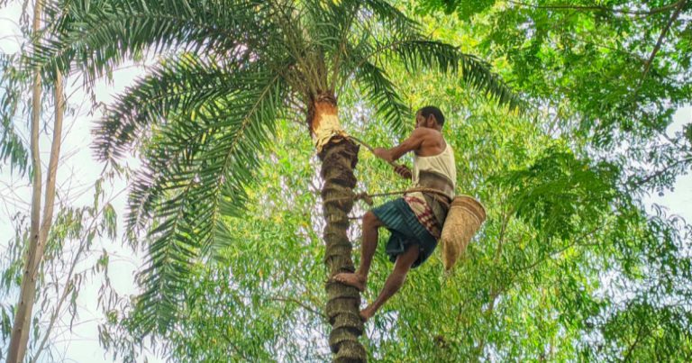 খেজুর রস আহরণে ব্যস্ত গাছিরা