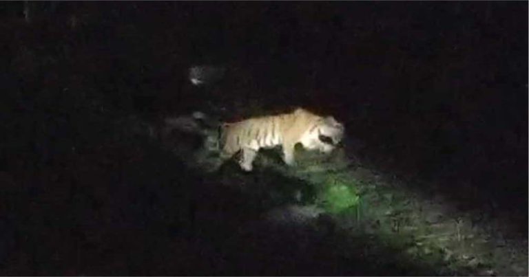 সুন্দরবনে আবারও দেখা মিলল বাঘের