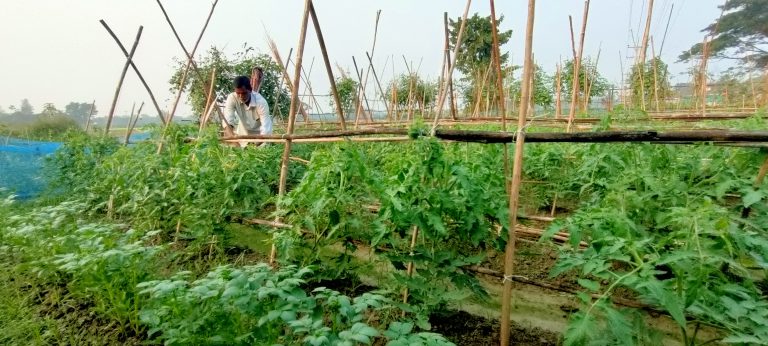 স্বল্প জমিতে মিশ্র আবাদে ঝুঁকছে কৃষক