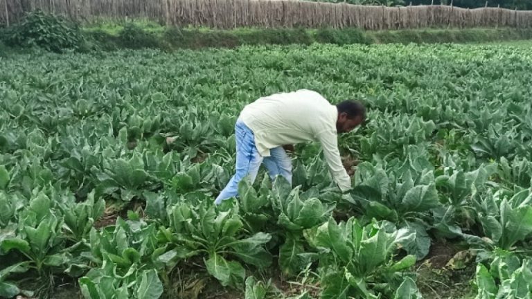 শীতকালীন সবজি চাষে ব্যস্ত সময় পার করছেন কৃষকরা