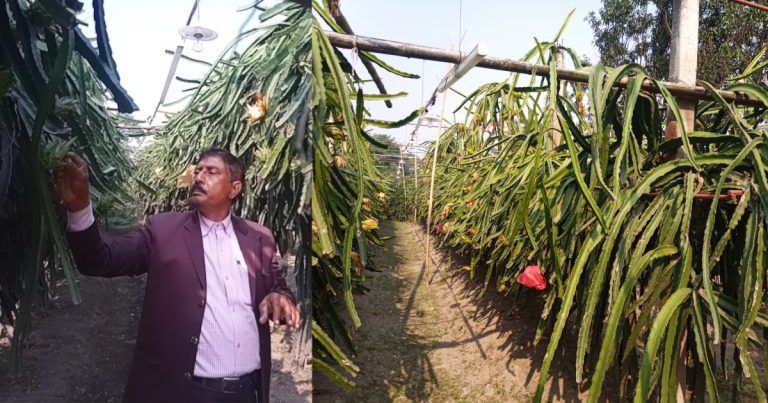 ছেলের পরামর্শে ড্রাগন চাষে সফল রতন