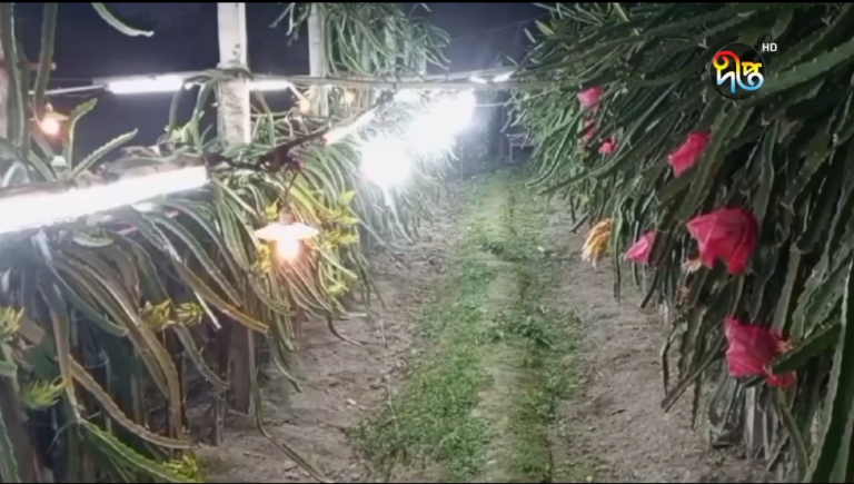 বাতি জ্বালিয়ে ড্রাগন চাষ