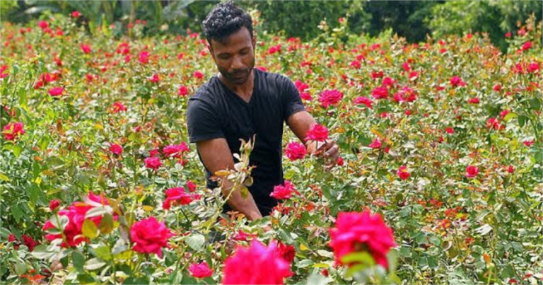 সাভারে ব্যস্ত সময় পার করছে ফুল চাষীরা