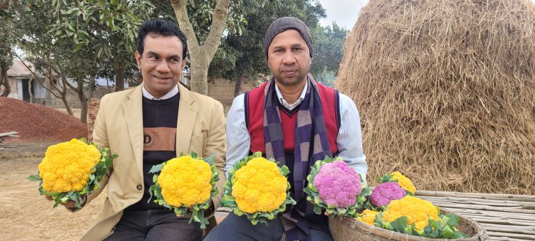 নওগাঁয় প্রথমবারের মতো চাষ হচ্ছে রঙিন ফুলকপি