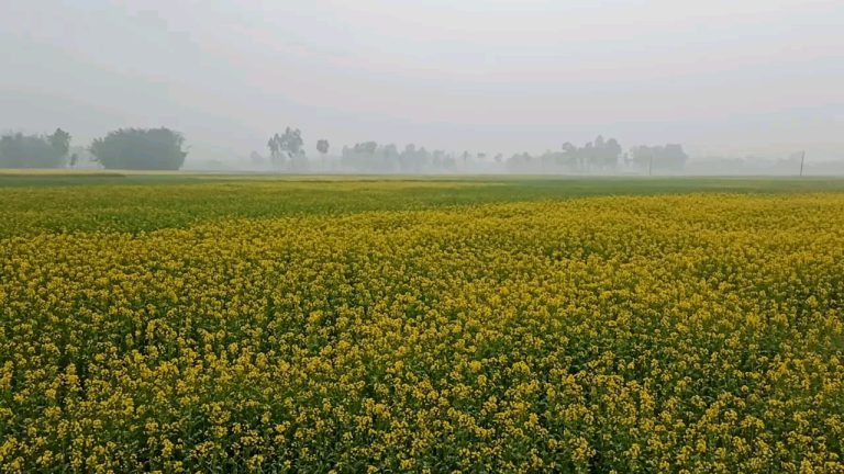 ঠাকুরগাঁওয়ে বেড়েছে সরিষার আবাদ, ফলনে হতাশা