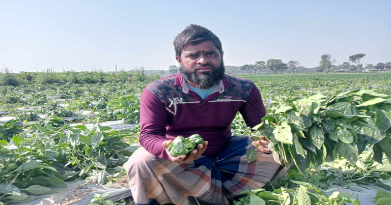 মাগুরায় লক্ষাধিক টাকার সবজি খেত নষ্ট করেছে দুর্বৃত্তরা