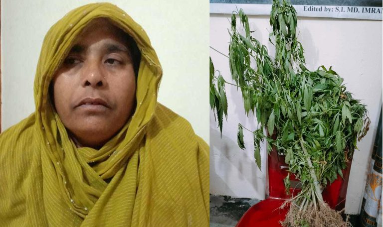 ঝিনাইদহে ৩৩টি গাঁজার গাছসহ নারী আটক