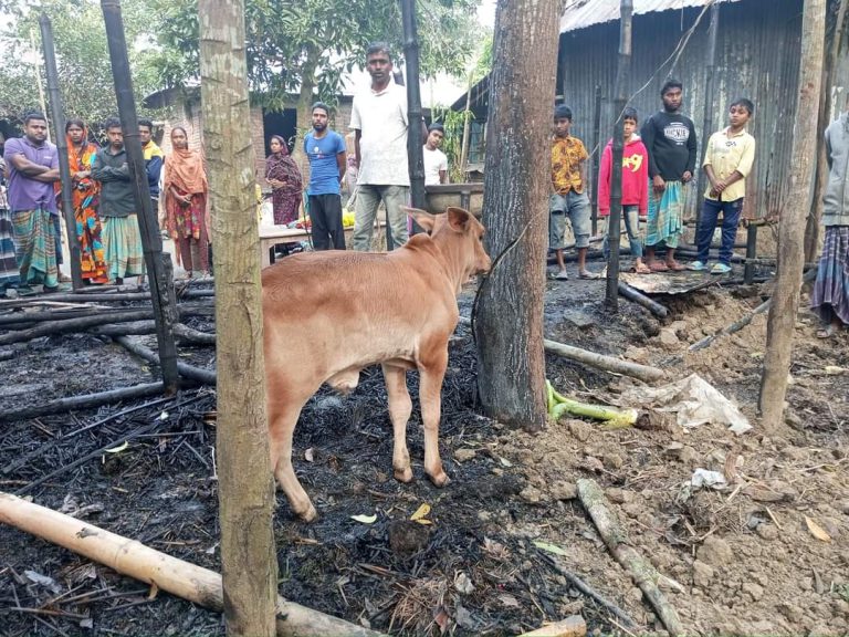 আগুন লেগে গবাদিপশুর মৃত্যু, শোকে মারা গেলেন কৃষক