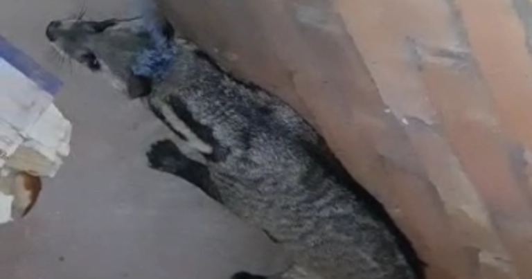 মাগুরায় বিপন্ন প্রাণী ‘গন্ধগোকুল’ উদ্ধার
