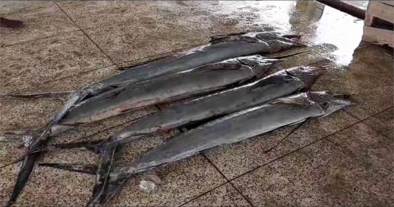 পটুয়াখালীতে ধরা পড়ল ৩ মন ওজনের পাখি মাছ