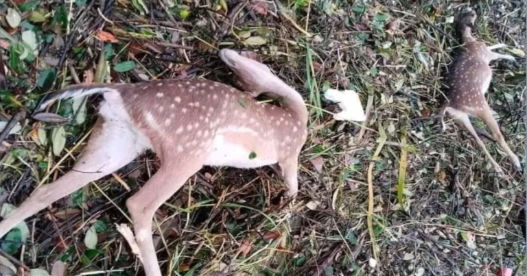 ঘূর্ণিঝড়ের তাণ্ডবে সুন্দরবন থেকে ৩০ মৃত হরিণ উদ্ধার