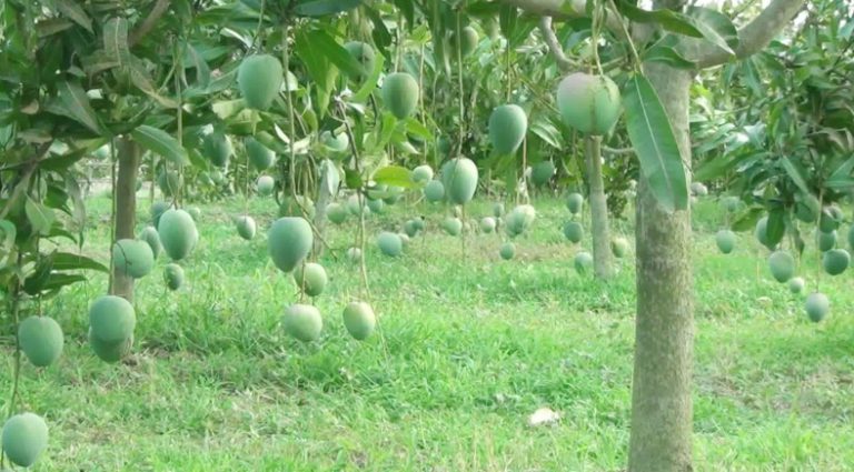 ২২ মে বাজারে নামবে নওগাঁর আম