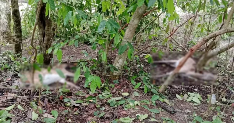 ঘূর্ণিঝড়ে সুন্দরবনে ১০০ প্রাণীর মরদেহ উদ্ধার