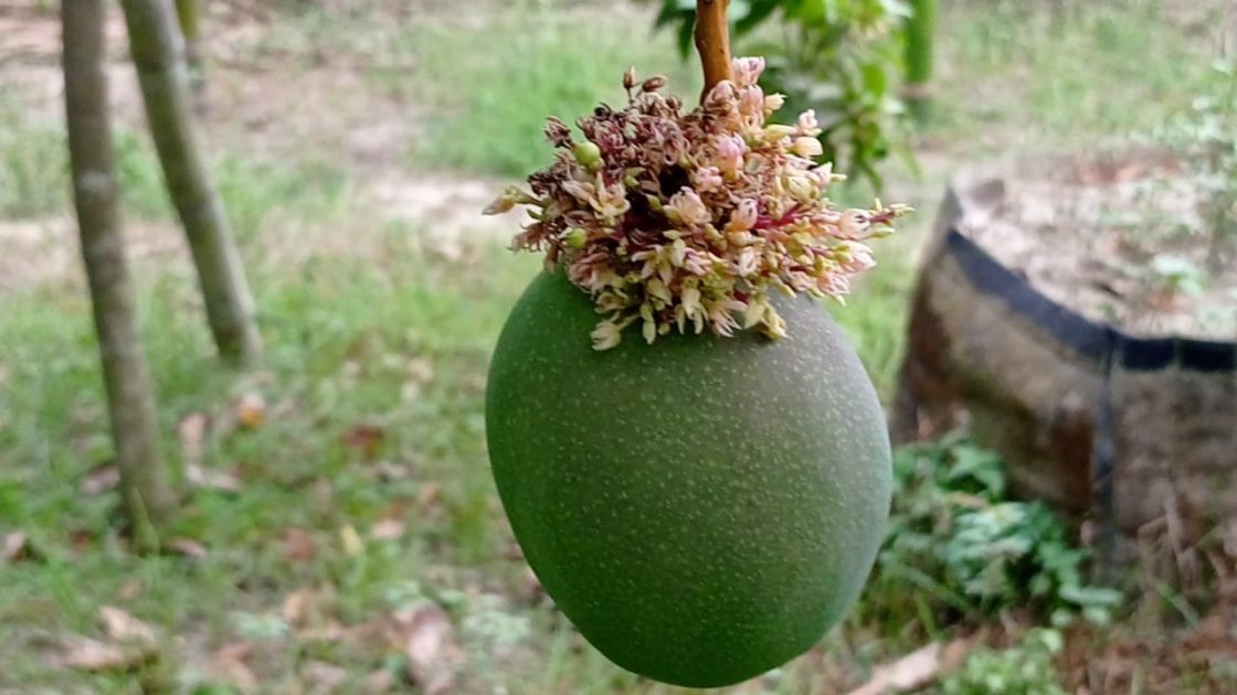 একই বোঁটায় আমের সঙ্গে বিস্ময়কর মুকুল!