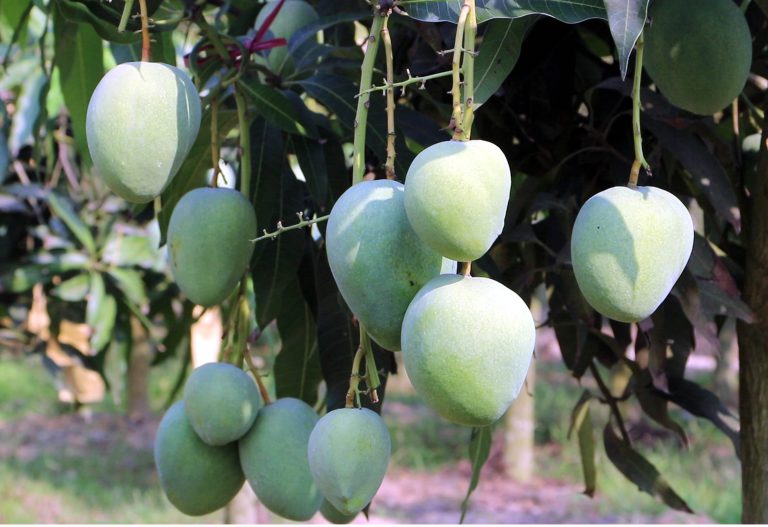 বাজারে আসা শুরু করল নওগাঁর আম