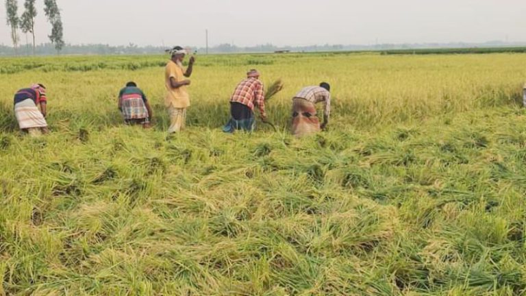 এক মণ ধানের দামের চেয়ে শ্রমিকের মজুরি বেশি