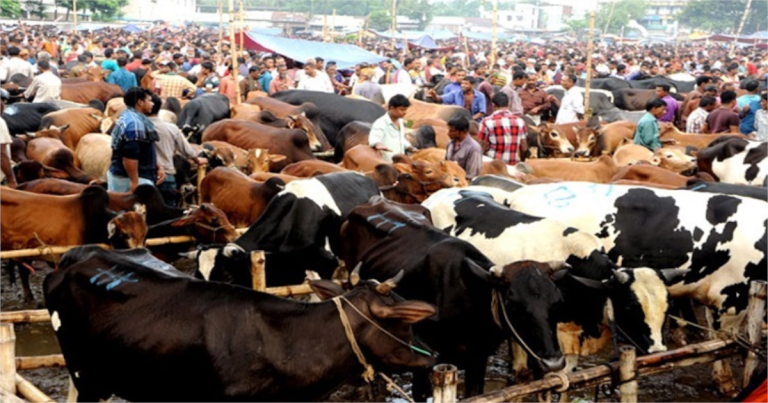 রাজধানীর যেসব জায়গায় বসবে কোরবানির পশুর হাট