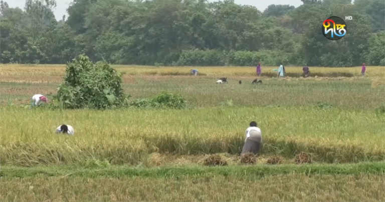 জামালপুরে ধান কাটা শ্রমিকের সংকট, দুশ্চিতায় চাষিরা