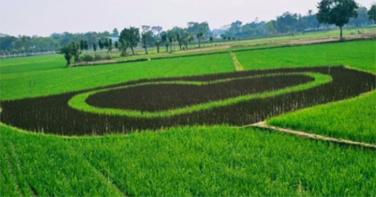 গাজীপুরে কৃষকের ধানক্ষেতে ‘ভালোবাসার প্রতীক’