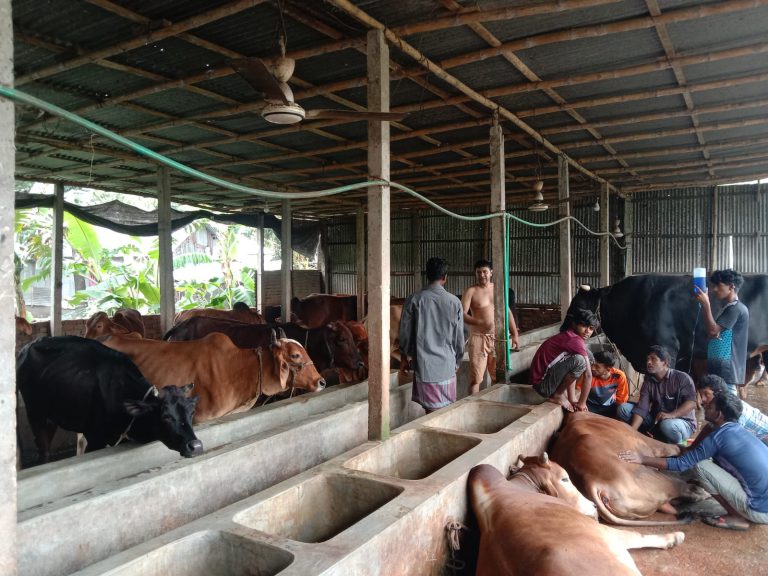 কাঁচা ঘাস খেয়ে মারা গেল ২৭ গরু, দিশেহারা মালিক