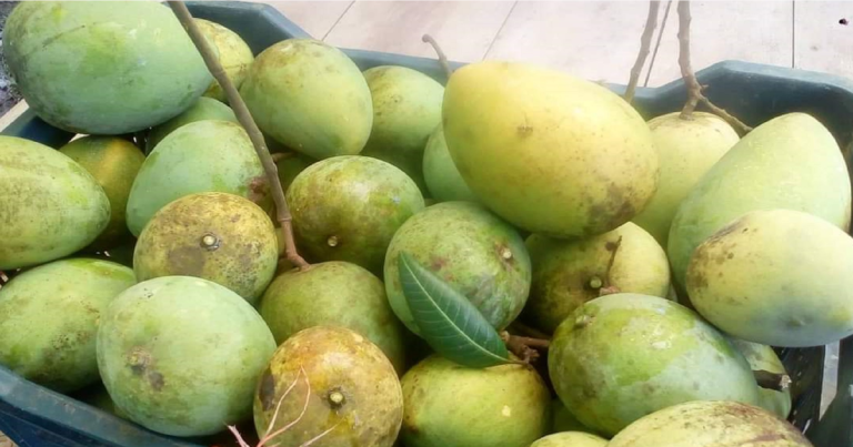 আজ থেকে বাজারে মিলবে হাঁড়িভাঙ্গা আম