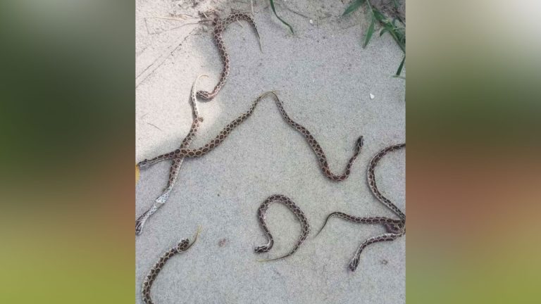 রাজশাহীর পুলিশ একাডেমিতে মিলল ১৬ রাসেলস ভাইপার