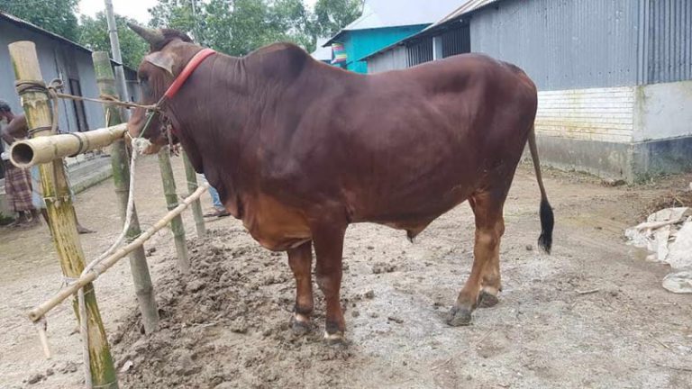হবিগঞ্জের আকর্ষণ ২৫ মণ ওজনের ‘জায়েদ খান’