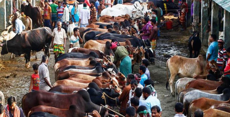 আফতাবনগরে গরুর হাট বসানো যাবে না