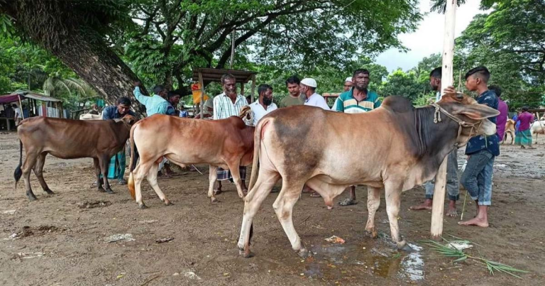 ঈদে কোরবানি হয়েছে ১ কোটি ৪ লাখ গবাদিপশু