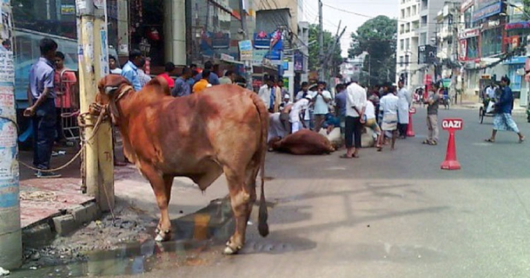 ঈদের দ্বিতীয় দিনেও চলছে পশু কোরবানি